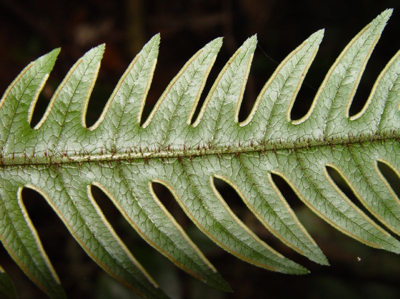 Pteridaceae Pteris limae
