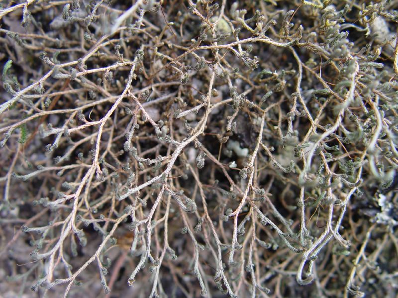Selaginellaceae Selaginella sellowii