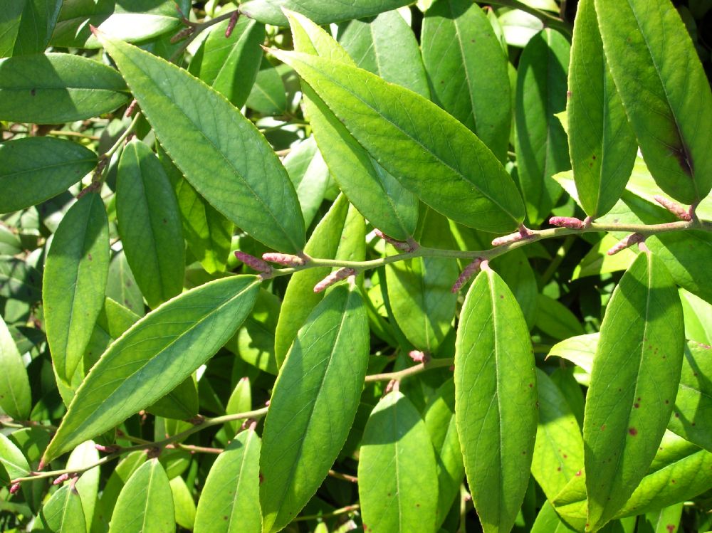Ericaceae Leucothoe fontanesiana