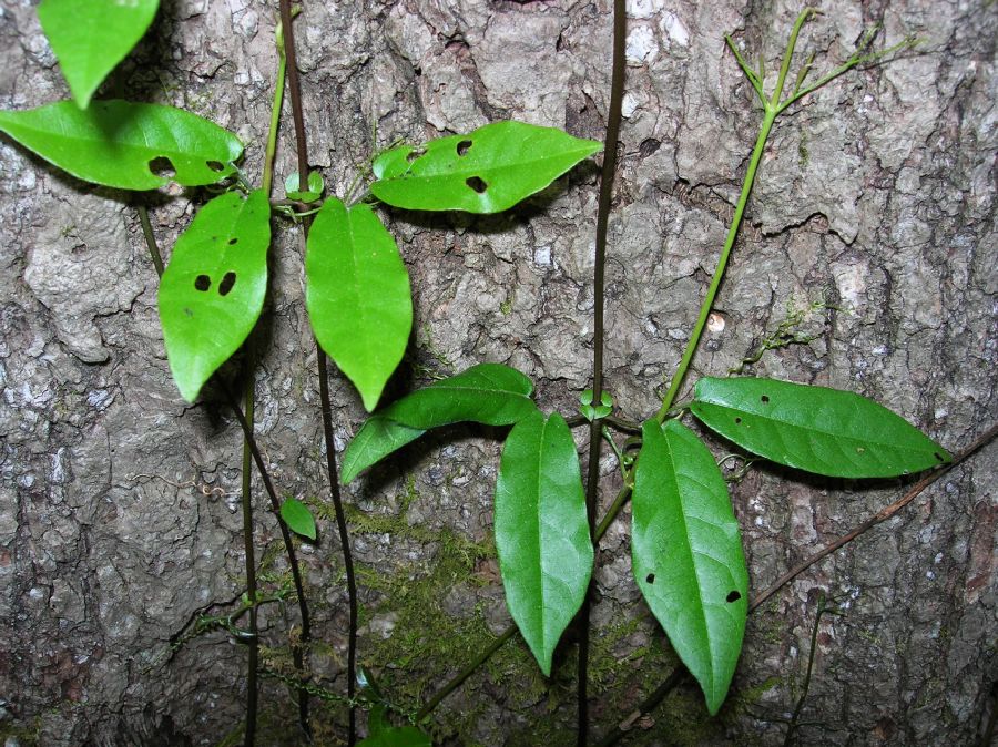 Bignoniaceae Bignonia capreolata