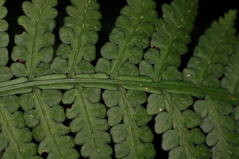 Marattiaceae Eupodium laeve