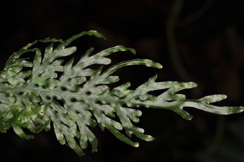Hymenophyllaceae Hymenophyllum caudiculatum