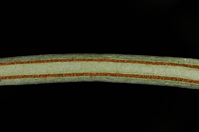 Pteridaceae Vittaria graminifolia