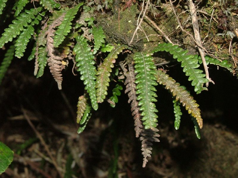 Grammitidaceae Lellingeria tamandarei