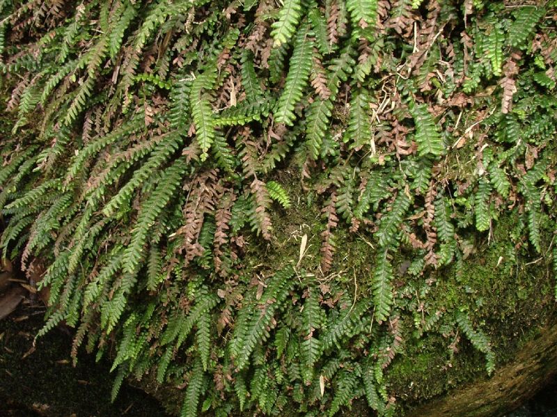 Grammitidaceae Lellingeria tamandarei
