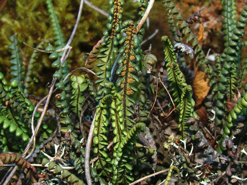 Grammitidaceae Melpomene peruviana