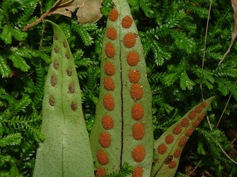 Polypodiaceae Pleopeltis macrocarpa