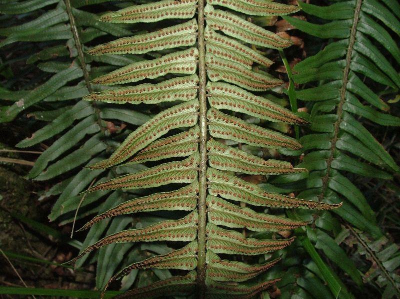 Dryopteridaceae Polystichum bradei