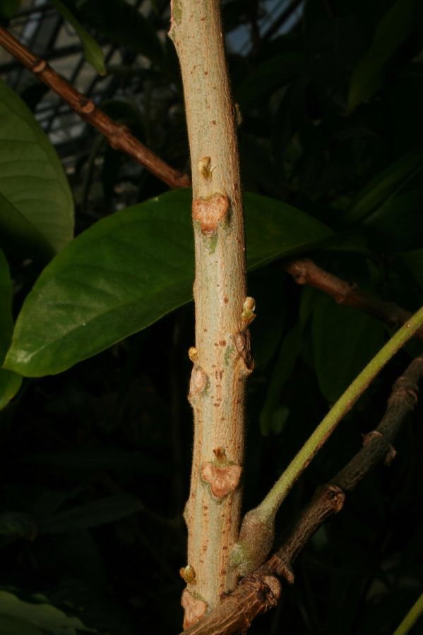 Oxalidaceae Averrhoa bilimbi