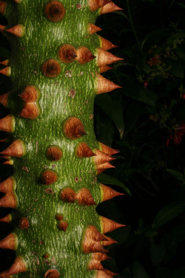 Bombacaceae Ceiba speciosa