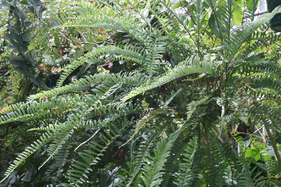 Polypodiaceae Lecanopteris carnosa