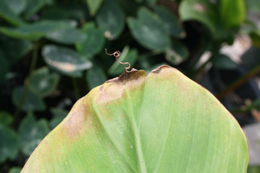 Musaceae Musa paradisiaca