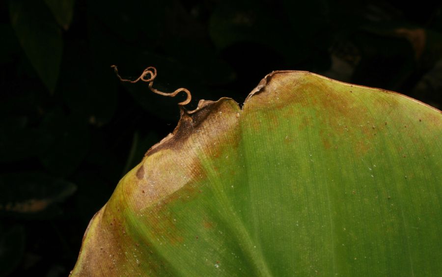 Musaceae Musa paradisiaca