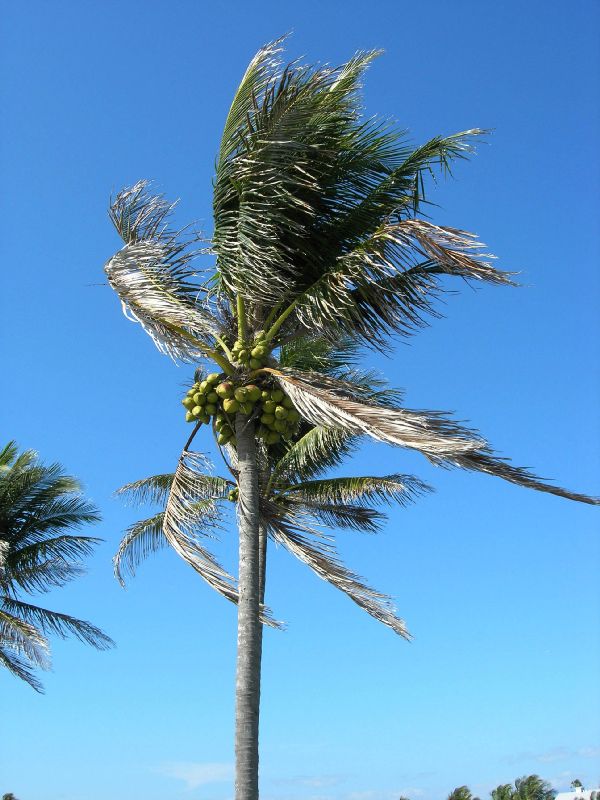 Arecaceae Cocos nucifera