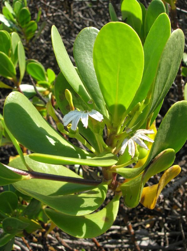 Goodeniaceae Scaevola plumieri