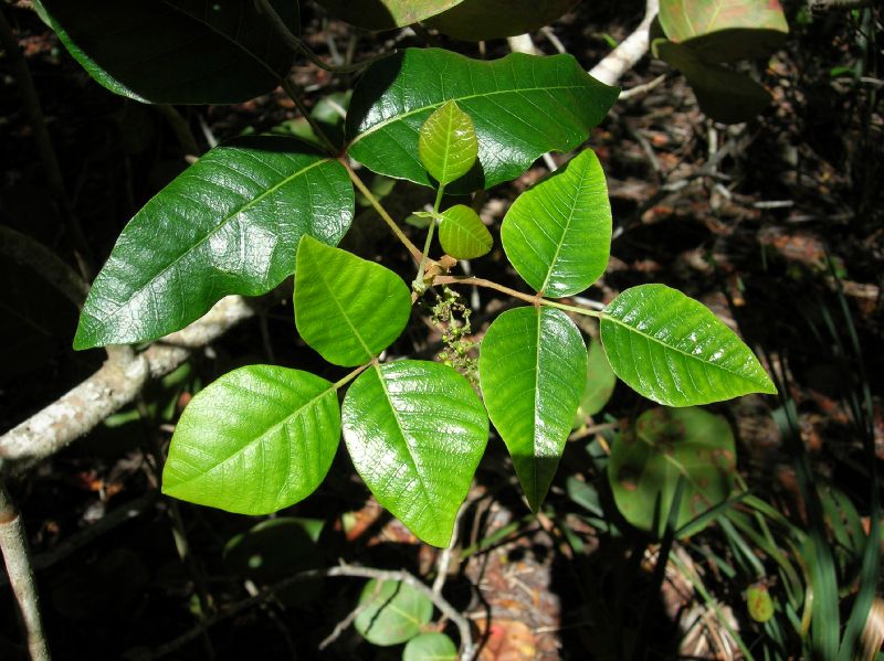 Anacardiaceae Rhus radicans