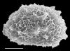 image of Elaphoglossum boryanum