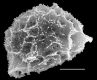image of Elaphoglossum squamatum