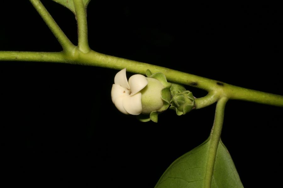 Ebenaceae Diospyros 