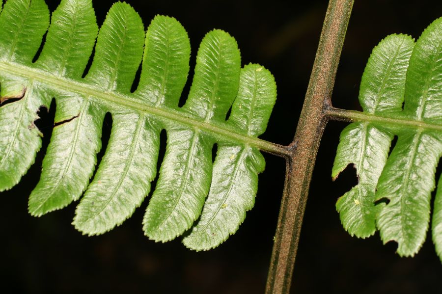Athyriaceae Diplazium lindbergii