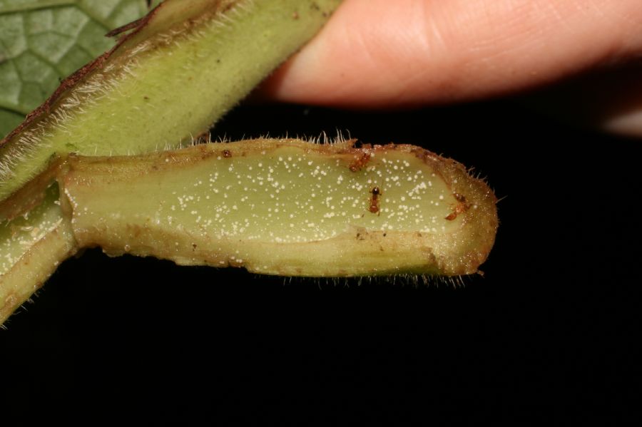Piperaceae Piper fimbriulatum