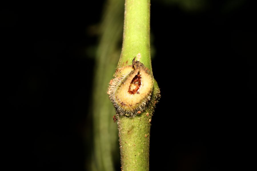 Piperaceae Piper fimbriulatum