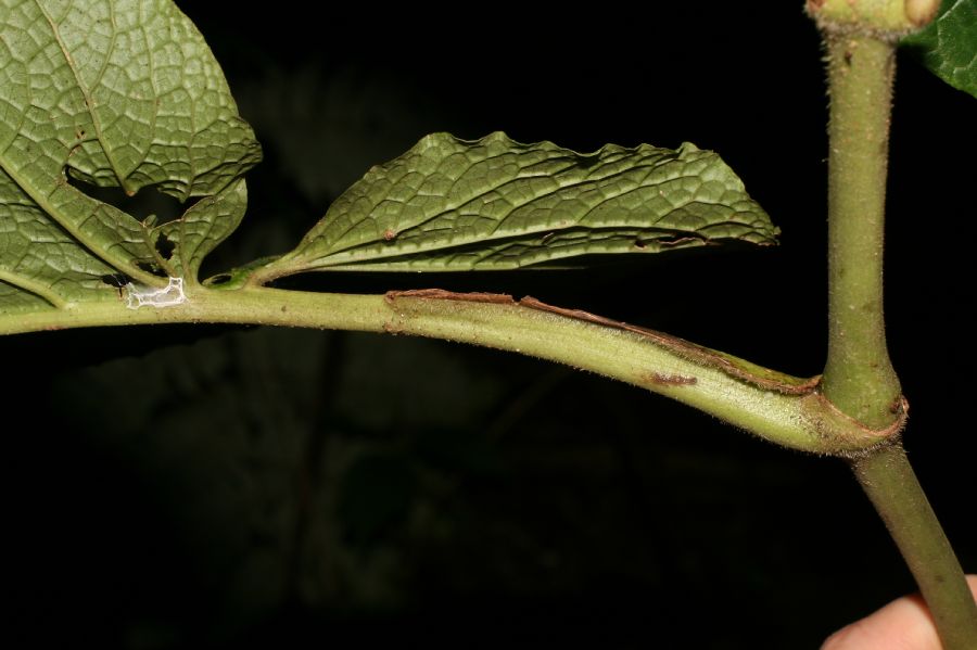 Piperaceae Piper fimbriulatum
