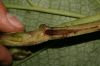 image of Piper fimbriulatum