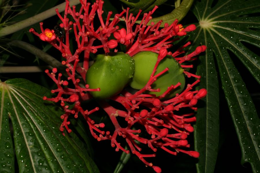 Euphorbiaceae Jatropha multifida
