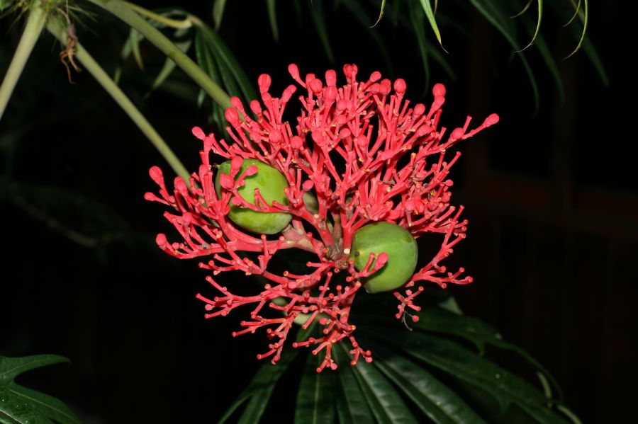Euphorbiaceae Jatropha multifida