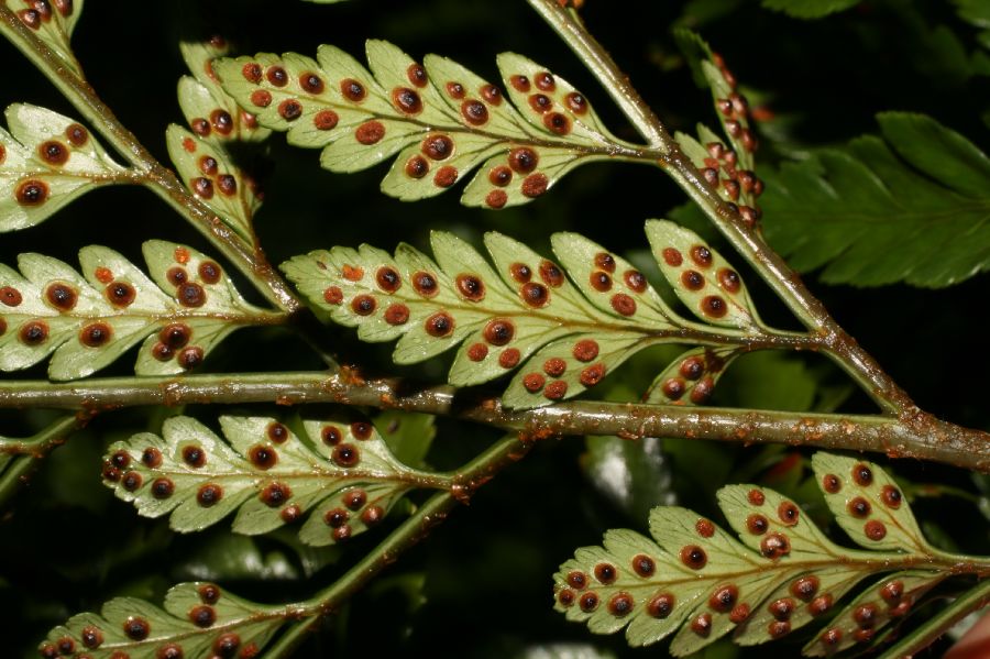 Dryopteridaceae Rumohra adiantiformis