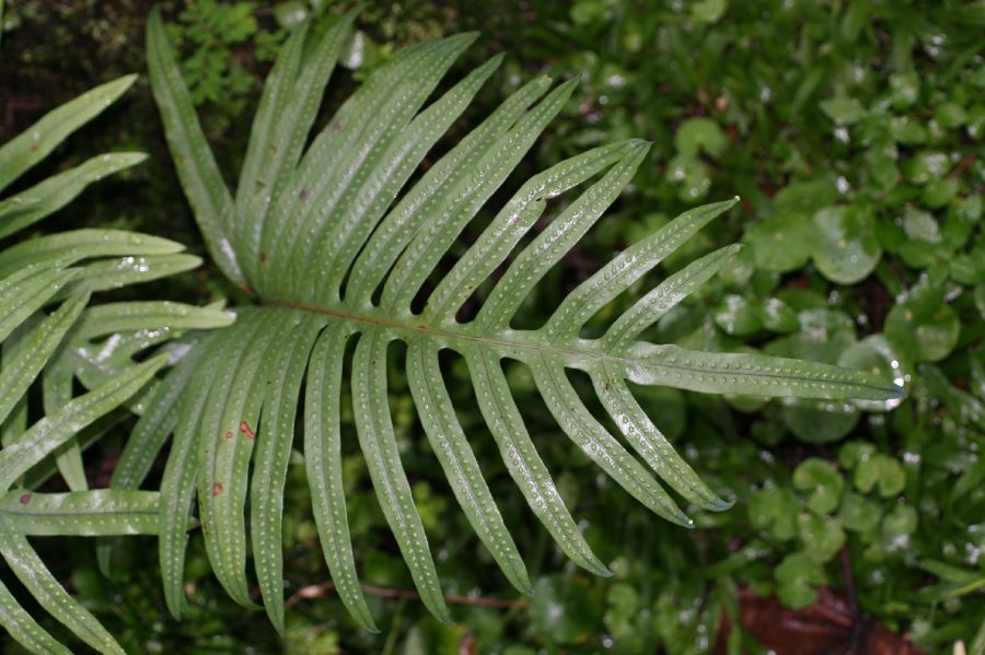 Polypodiaceae Phlebodium pseudoaureum