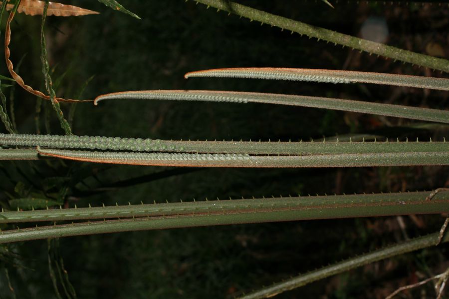 Cycadaceae Cycas 