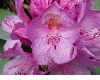 image of Rhododendron maximum