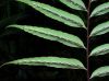 image of Asplenium serra