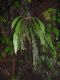 image of Elaphoglossum auripilum