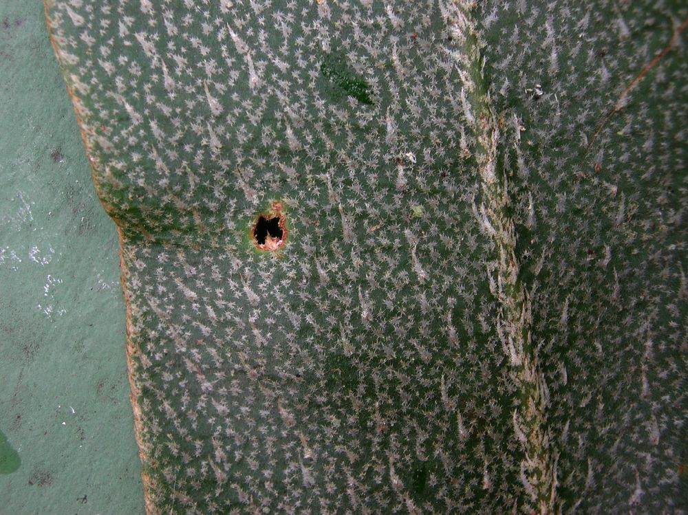 Dryopteridaceae Elaphoglossum brenesii