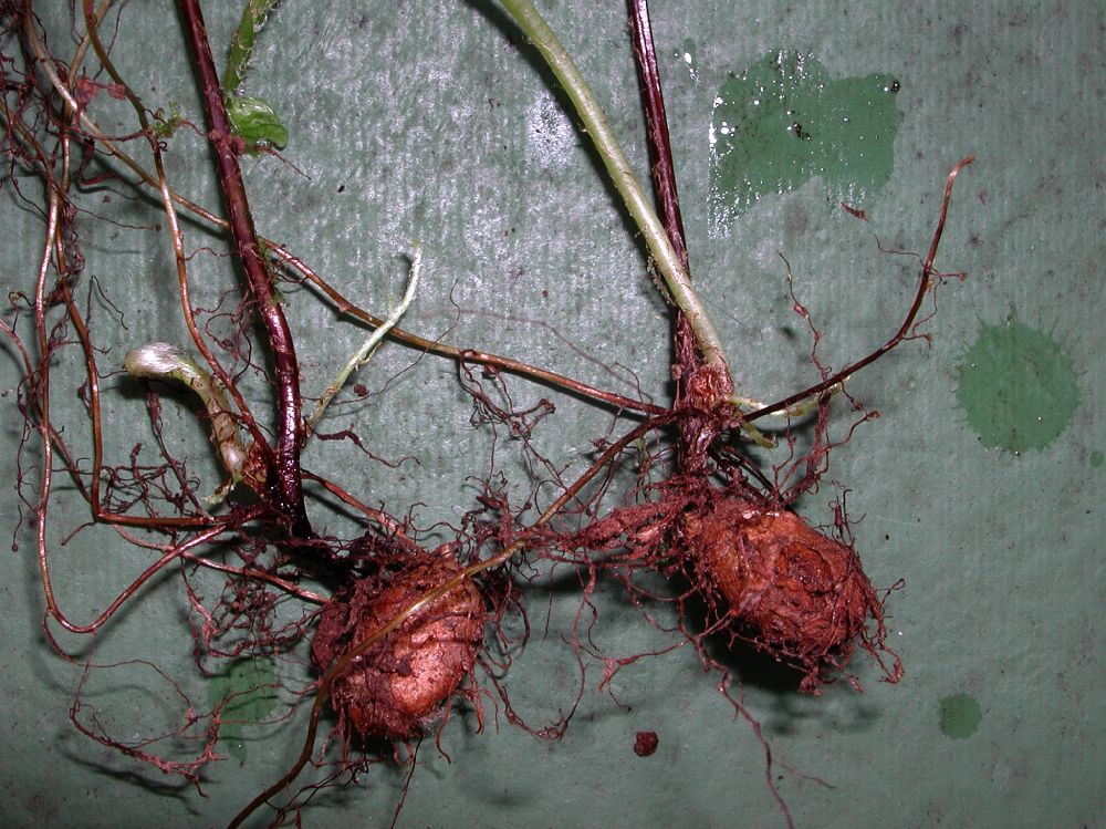 Nephrolepidaceae Nephrolepis undulata