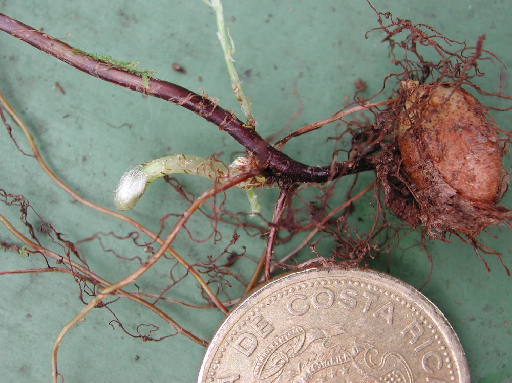 Nephrolepidaceae Nephrolepis undulata