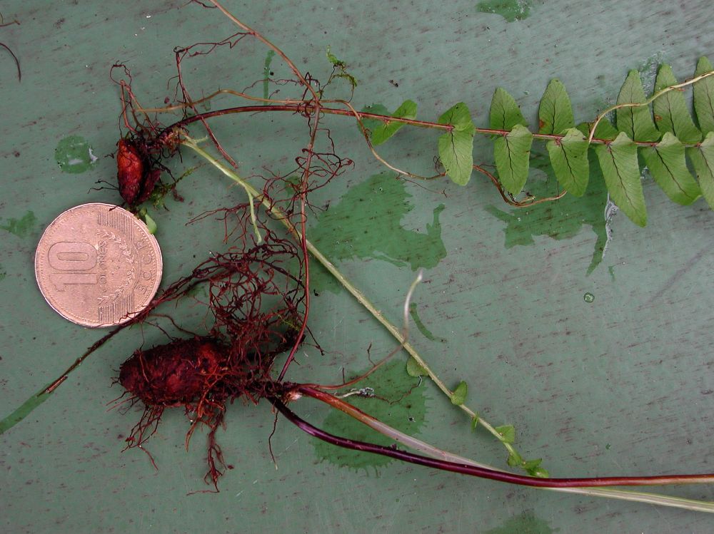 Nephrolepidaceae Nephrolepis undulata