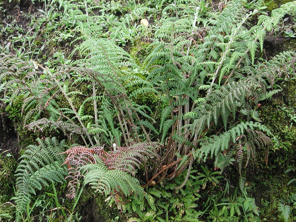 Pteridaceae Pityrogramma ferruginea