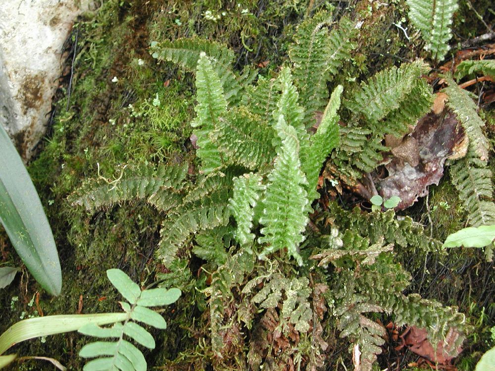 Hymenophyllaceae Trichomanes crispum