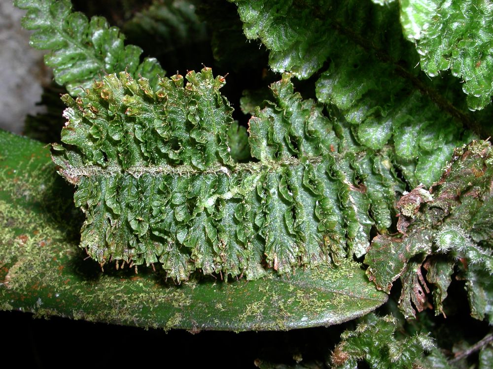 Hymenophyllaceae Trichomanes crispum