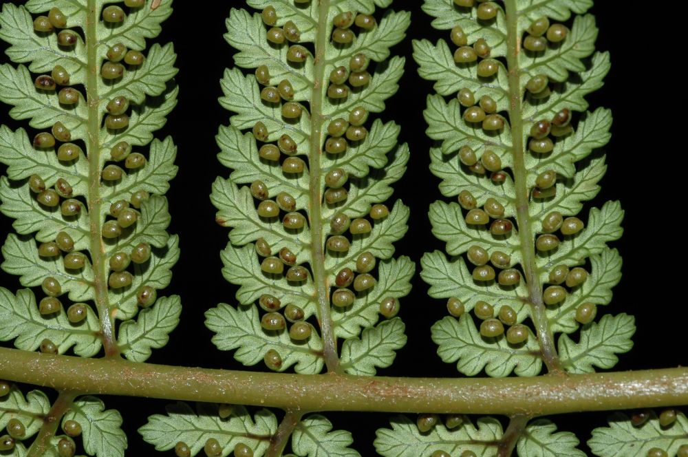 Dicksoniaceae Dicksonia sellowiana