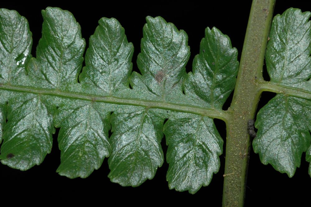 Athyriaceae Diplazium diplazioides