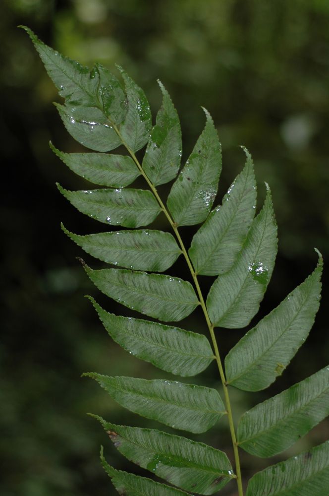 Athyriaceae Diplazium sanctae-rosae