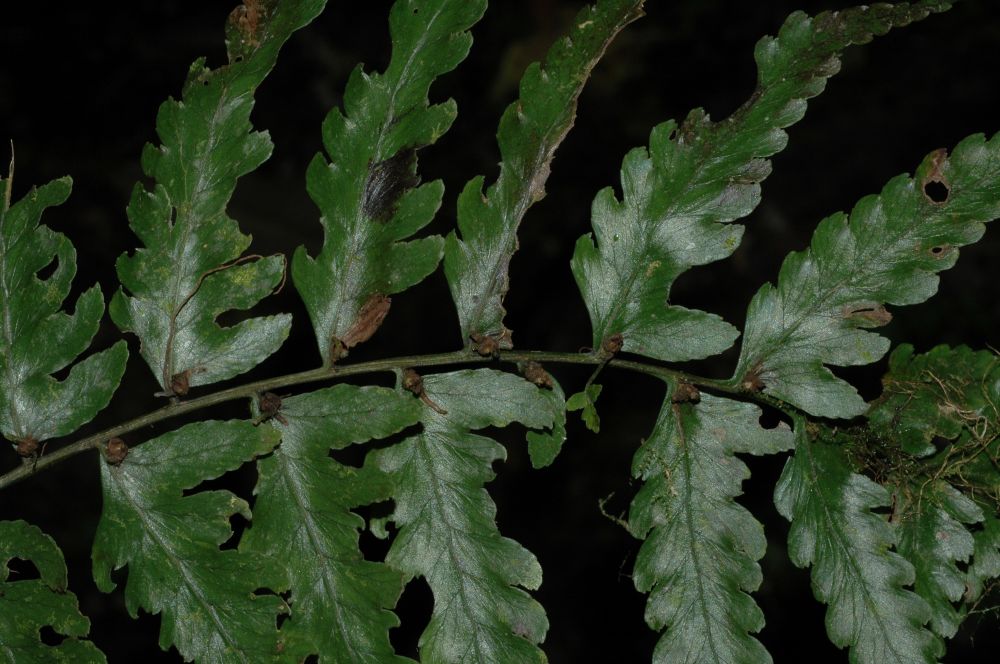 Athyriaceae Diplazium subsylvaticum