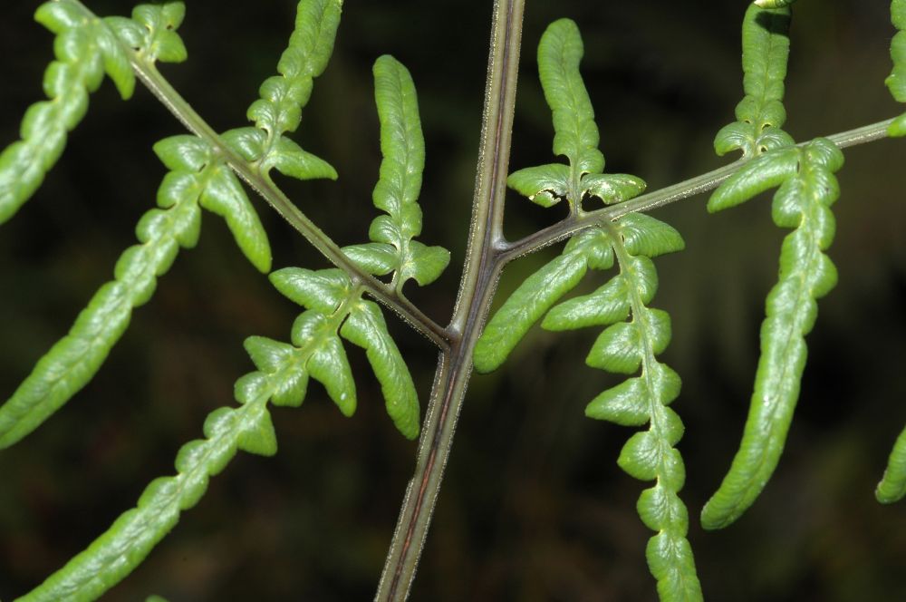 Pteridaceae Pityrogramma austroamericana