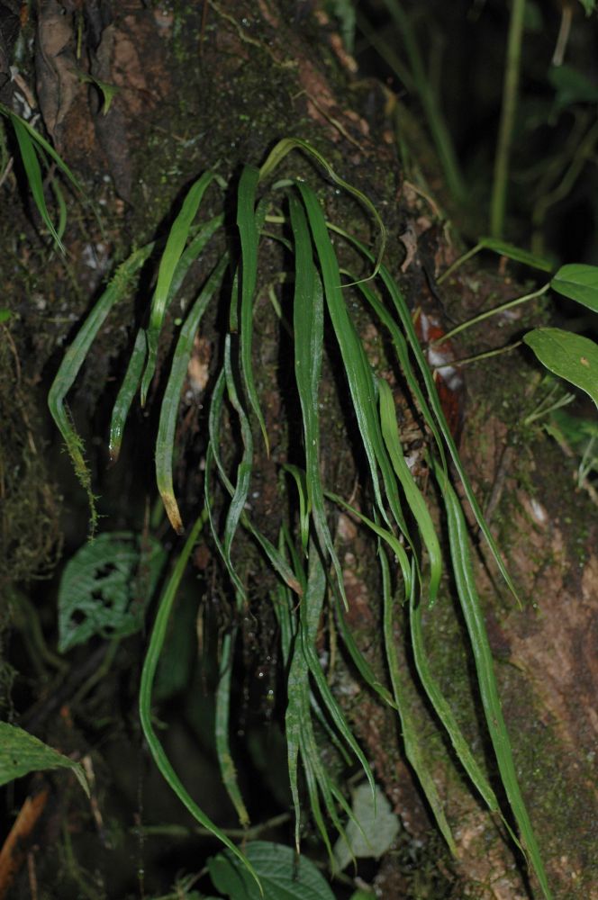 Pteridaceae Polytaenium lineatum
