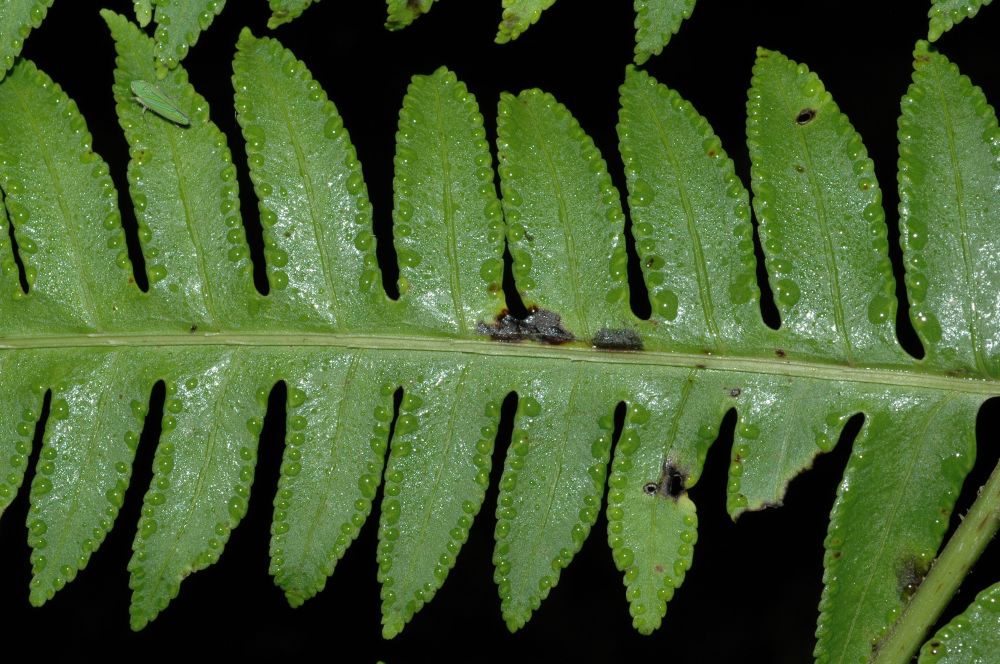 Pteridaceae Pteris livida